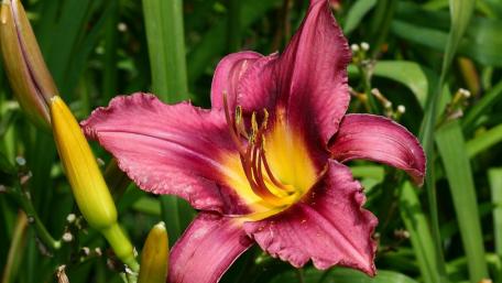 Vibrant Day Lily Beauty in Bloom wallpaper