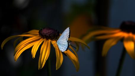 Delicate Butterfly on Vibrant Yellow Flower wallpaper