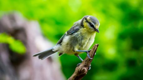 Charming Little Bird in Nature's Embrace wallpaper