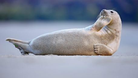 Playful California Sea Lion Relaxing on the Shore wallpaper