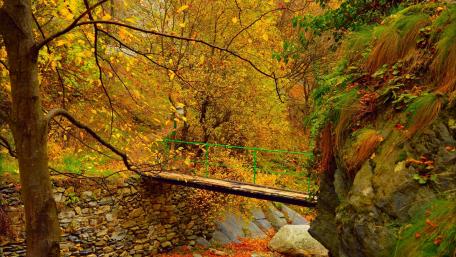 Autumn Serenity in Nature's Embrace wallpaper