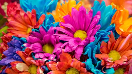 Vibrant Blooming Colors Celebrating Nature's Splendor wallpaper