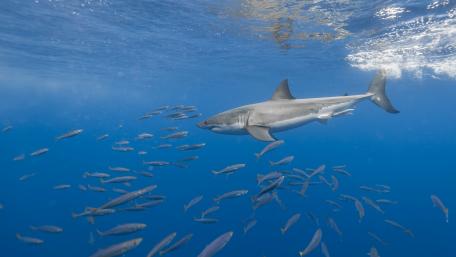 Majestic Shark Swimming Underwater with Fishes wallpaper