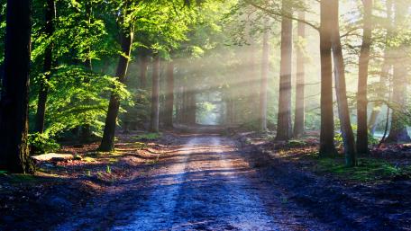 Serenity Along the Forest Roadway wallpaper