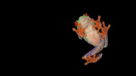 Vibrant Tree Frog on Black Background wallpaper