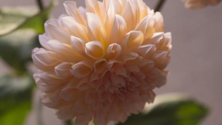 Soft Peach Dahlia Blossom Wallpaper wallpaper