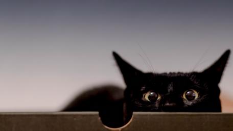 Curious Black Cat Watching From a Box wallpaper
