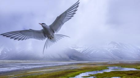 Majestic Bird in Flight Over Serene Landscape wallpaper