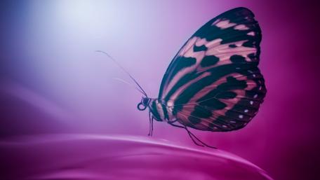 Graceful Butterfly in Soft Pink Glow wallpaper