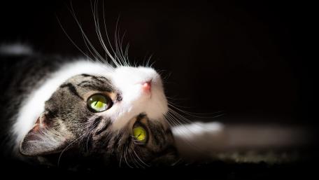 Curious Cat with Captivating Green Eyes wallpaper