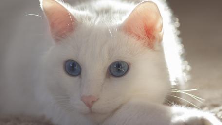 Majestic White Cat with Blue Eyes wallpaper