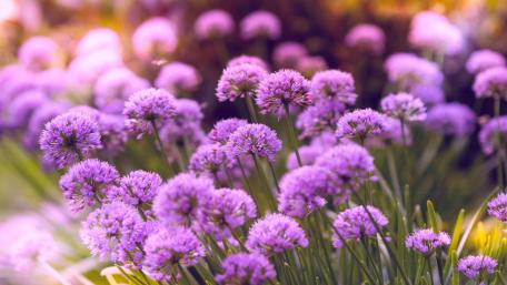 Lavender Blossoms in Serenity wallpaper