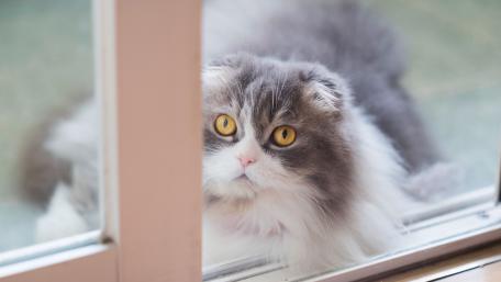 Curious Cat Watching From the Window wallpaper
