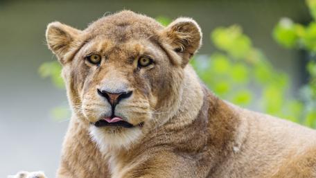 Majestic Lioness in Nature's Embrace wallpaper