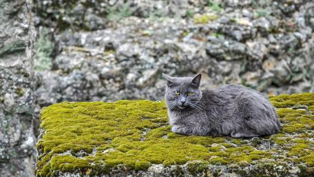 Mysterious Gray Cat in Mossy Surroundings wallpaper