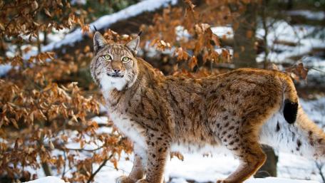 Majestic Lynx in a Snowy Forest Scene wallpaper