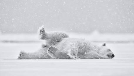 Snowy Polar Bear's Playful Moment in Winter Wonderland wallpaper