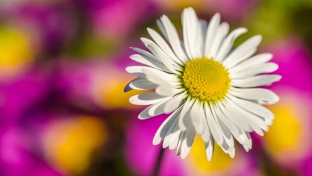 Radiant Daisy Among Colorful Blooms wallpaper