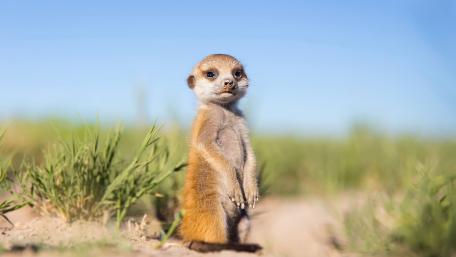 Meerkat baby wallpaper