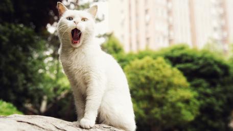 A Majestic White Cat in Nature wallpaper