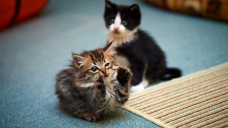 Adorable Kittens Playing Together in a Cozy Space wallpaper