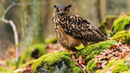 Majestic Eagle Owl in Nature Scene wallpaper