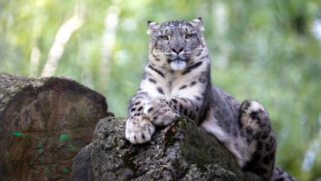 Majestic Snow Leopard in Nature Scene wallpaper