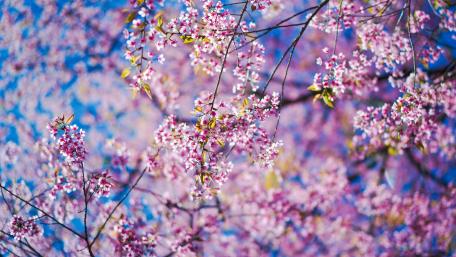 Spring Blossoms in Full Blooming Glory wallpaper