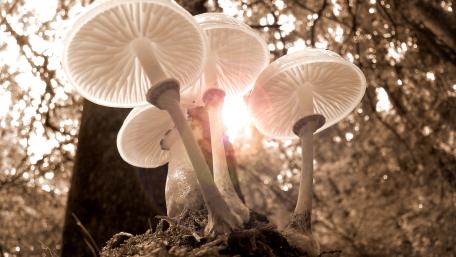 Mystical Forest Mushrooms Glow in Light wallpaper