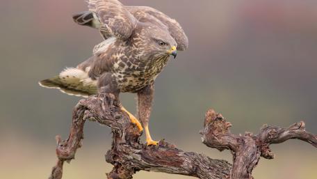 Majestic Hawk in Nature’s Embrace wallpaper