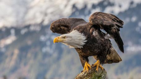 Majestic Eagle in Its Natural Habitat wallpaper
