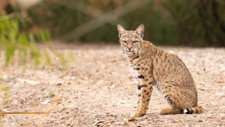 Wild Bobcat in Natural Habitat Interaction wallpaper