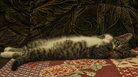 Playful Tabby Kitten Relaxing on a Colorful Quilt wallpaper