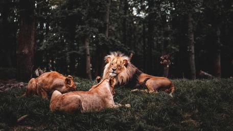 Majestic Lions in Their Natural Habitat wallpaper