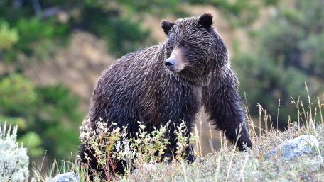 Majestic Bear in Nature's Embrace wallpaper