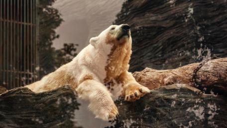 Majestic Polar Bear in Serenity Calmness wallpaper