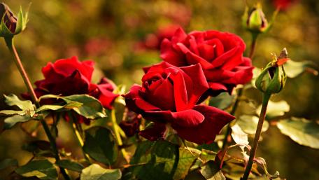 Vibrant Red Roses in Bloom wallpaper