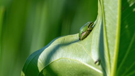 Green Frog Resting on Leaf of Jungle Plant wallpaper