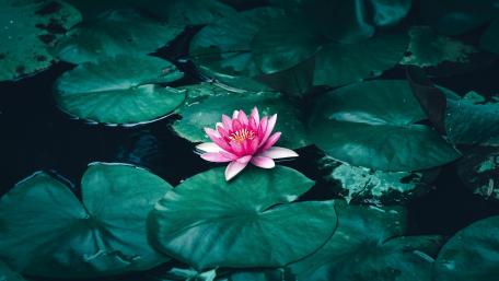 Serenity of a Water Lily Garden wallpaper
