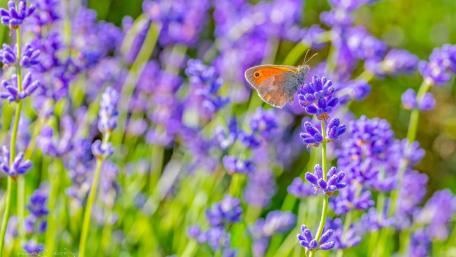 Lavender Bliss with Butterfly Dance wallpaper