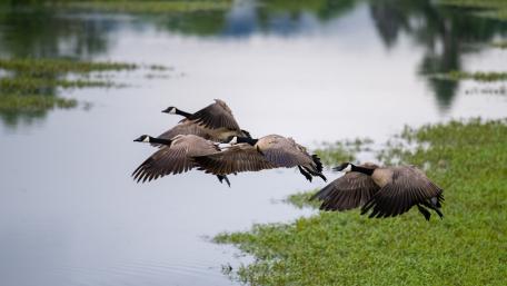 Majestic Canada Geese in Flight Over Tranquil Waters wallpaper