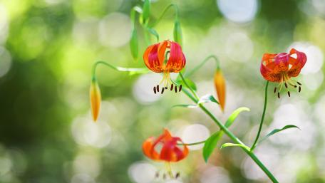 Vibrant Red Flowers in Nature Light wallpaper