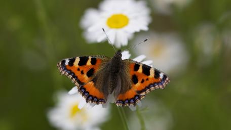 Vibrant Butterfly on White Daisies Wallpaper wallpaper