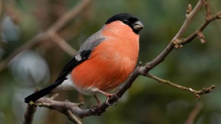 Vibrant Bird Perched on Branches wallpaper