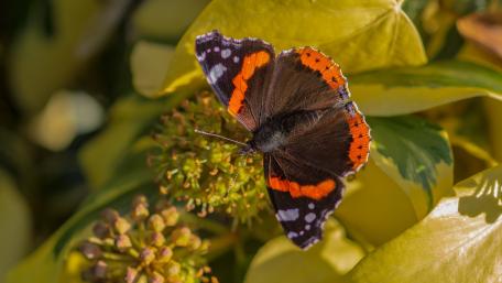 Vibrant Butterfly Among Greenery wallpaper