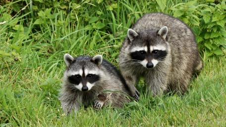 Playful Raccoons in Nature's Embrace wallpaper
