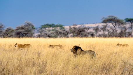 Majestic Lions Roaming the Savannah wallpaper