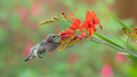 Elegant Hummingbird Among Vibrant Blooms wallpaper