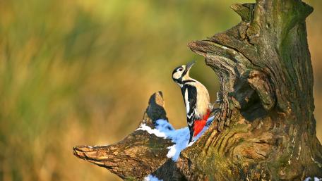Colorful Woodpecker on Nature's Stage wallpaper