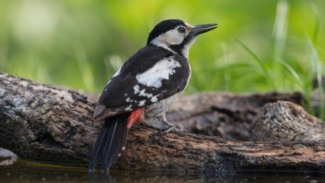 Majestic Woodpecker Perched Gracefully wallpaper